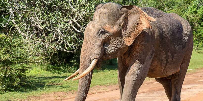 Udawalawe: National Park Safari & Elephant Transit Home Tour - Why Udawalawe is so good for elephant watching