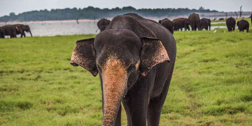 Udawalawe: National Park Safari & Elephant Transit Home Tour - FAQ