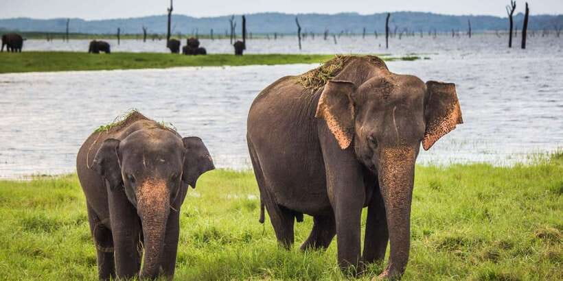 Udawalawe: National Park Safari & Elephant Transit Home Tour - Elephants in the wild, at a respectful distance