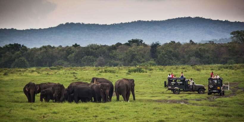 Udawalawe: National Park Safari & Elephant Transit Home Tour - The real cost and what you get for $21