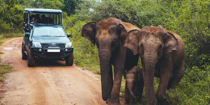 Udawalawe: National Park Safari & Elephant Transit Home Tour - Should you book the Udawalawe safari?
