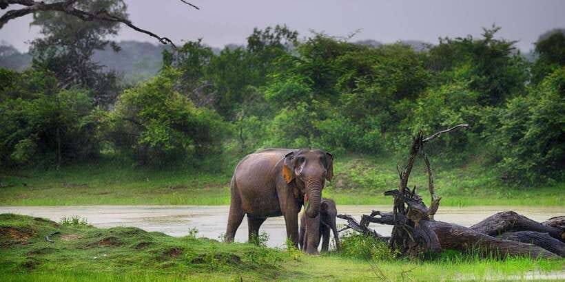 Udawalawe: National park safari & Elephant Transit Home Tour - Why an early start can be worth it