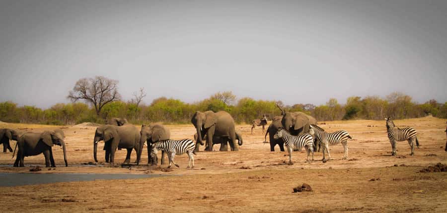 Victoria Falls: Chobe National Park Day Trip with Lunch - Why Chobe makes a strong day trip from Victoria Falls
