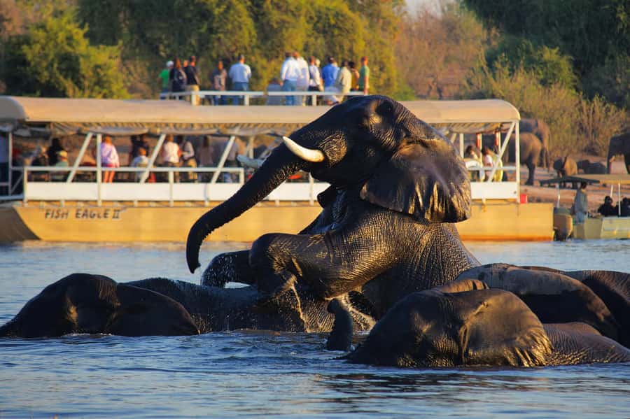 Victoria Falls: Chobe National Park Day Trip with Lunch - The Chobe River cruise puts elephants at eye level
