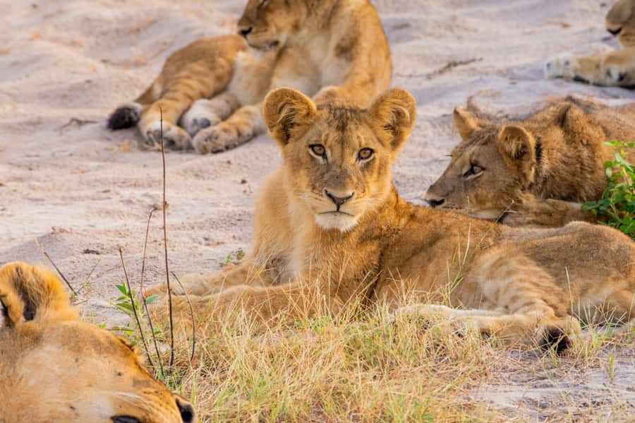 Victoria Falls: Chobe National Park Day Trip with Lunch - Lunch is a useful pause, not just a meal