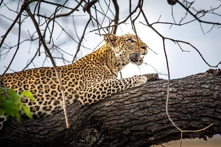 Victoria Falls: Chobe National Park Day Trip with Lunch - What makes the long day manageable