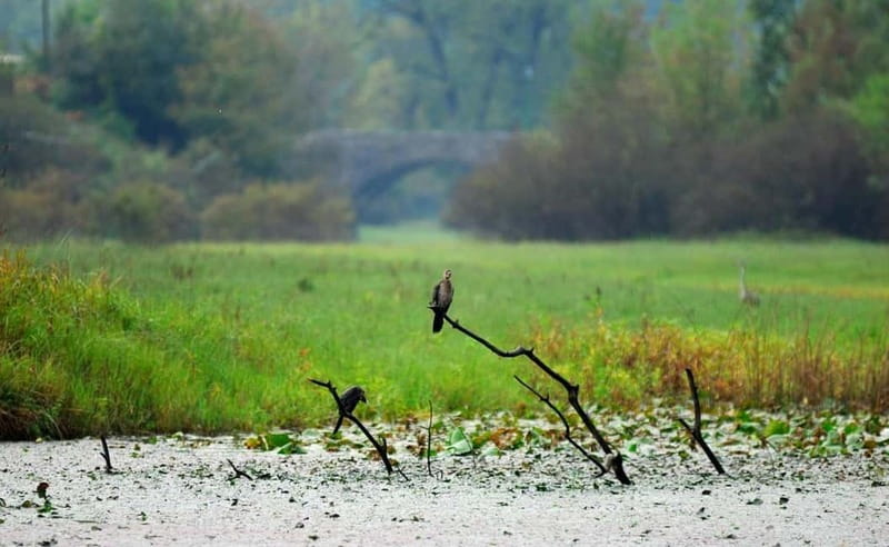 Virpazar: Skadar Lake National Park Guided Boat Tour - Reed channels and the field of water lilies