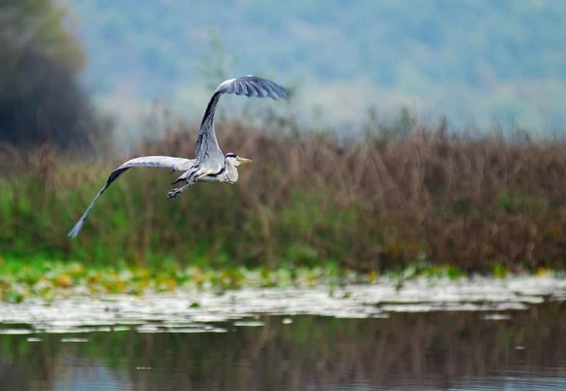 Virpazar: Skadar Lake National Park Guided Boat Tour - Three islands and a wild side of the park