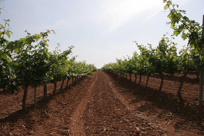Visit and wine tasting with sausage and BODEGA PIRINEOS cheese - Booking, timing and cancellation details
