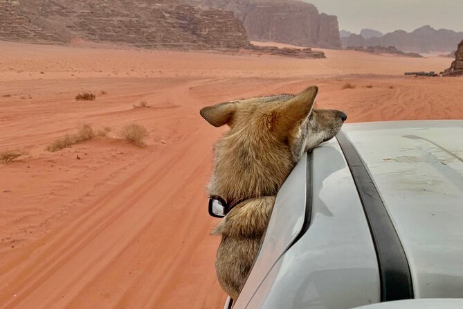 Wadi Rum Cave Camping with Jeep Tour - Should you book the cave camping tour?
