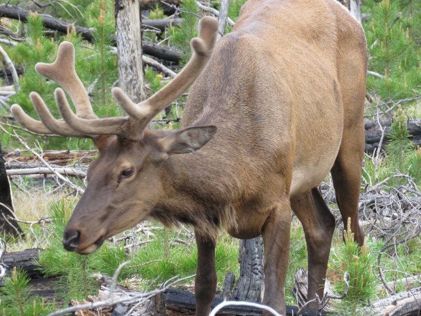 West Yellowstone: Yellowstone Day Tour Including Entry Fee - Why the Lower Loop makes a smart first day