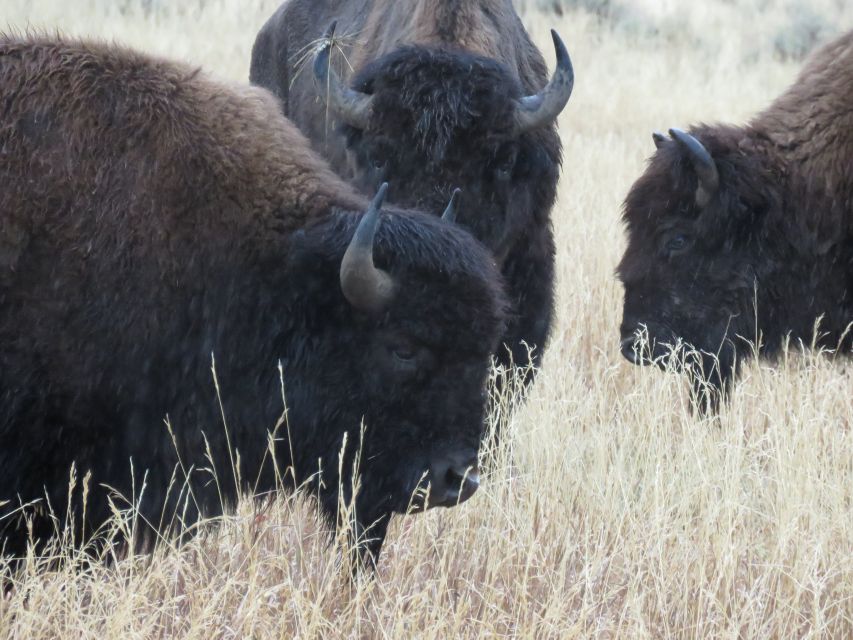 West Yellowstone: Yellowstone Day Tour Including Entry Fee - Hayden Valley and the search for wildlife