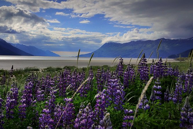 Wilderness, Wildlife, Glacier Experience from Anchorage - Key things to know before booking
