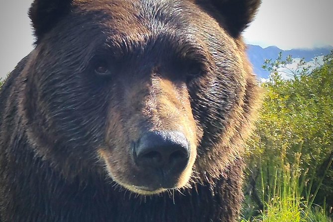 Wilderness, Wildlife, Glacier Experience from Anchorage - What this Anchorage day trip really covers