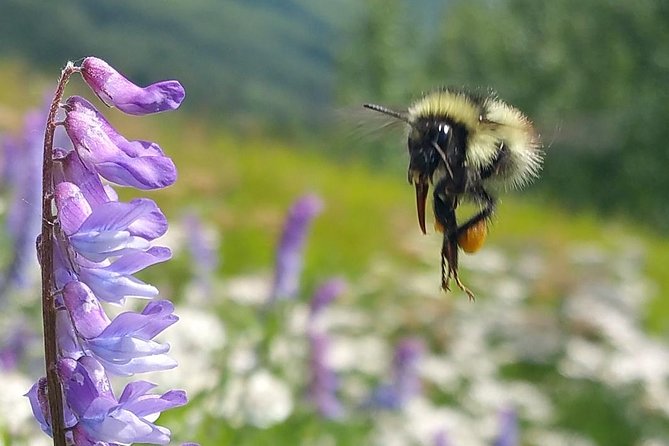 Wilderness, Wildlife, Glacier Experience from Anchorage - Beluga Point and the Turnagain Arm views