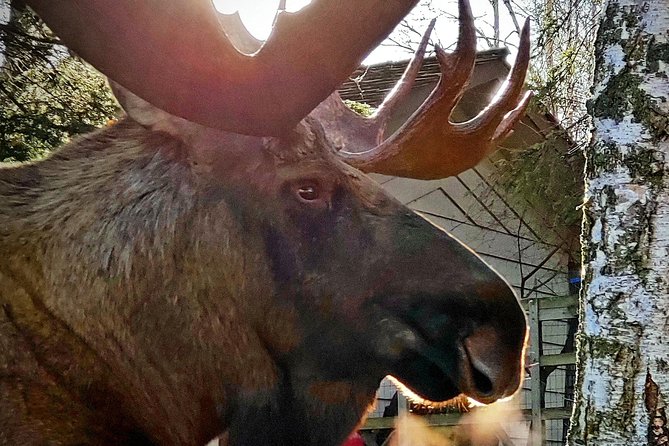 Wilderness, Wildlife, Glacier Experience from Anchorage - Bird Point and Chugach State Park