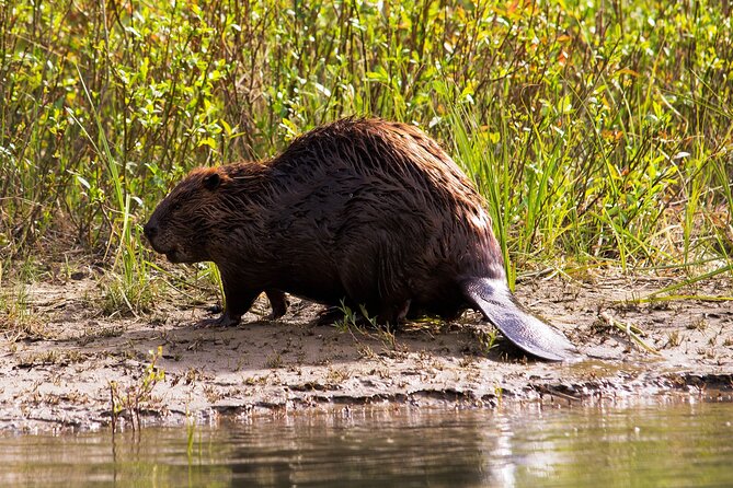 Wildlife on the Bow | Big Canoe Tour in Banff National Park - Wildlife sightings: keep expectations sensible