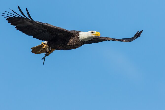 Wildlife on the Bow | Big Canoe Tour in Banff National Park - Is $69.85 a fair price?