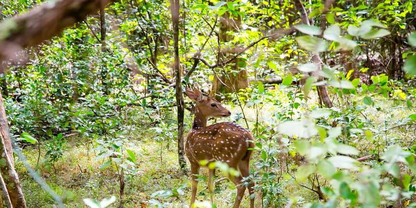 Wilpattu National Park Safari Tour from Colombo - Should you book the Wilpattu day trip?