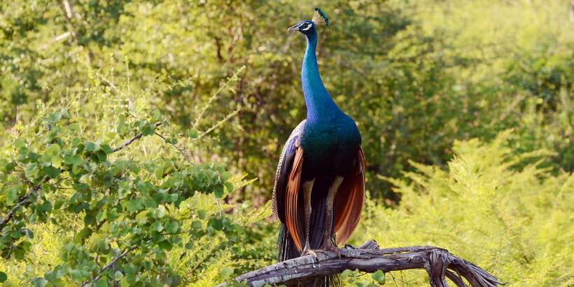 Wilpattu National Park Safari Tour from Colombo - Three hours among the willus