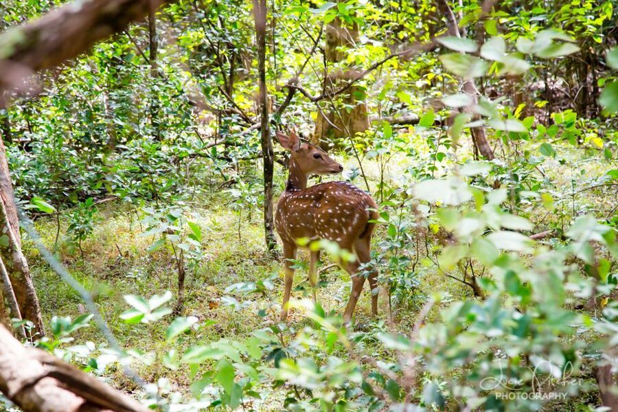 Wilpattu National Park Safari Tour from Colombo - Is $105 good value for a one-day safari?