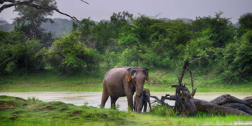 Yala National Park: Half, 7-Hour, or Full-Day Safari & Meals - Who should choose this safari