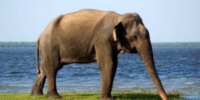 Yala National Park: Half, 7-Hour, or Full-Day Safari & Meals