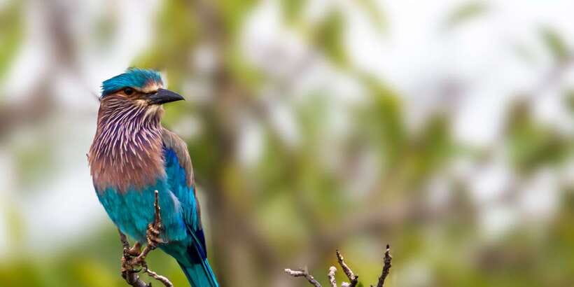Yala National Park: Half, 7-Hour, or Full-Day Safari & Meals - The guides make the biggest difference