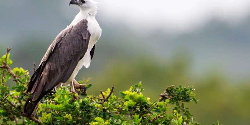 Yala National Park: Half, 7-Hour, or Full-Day Safari & Meals - Sunrise, sunset, and the best light