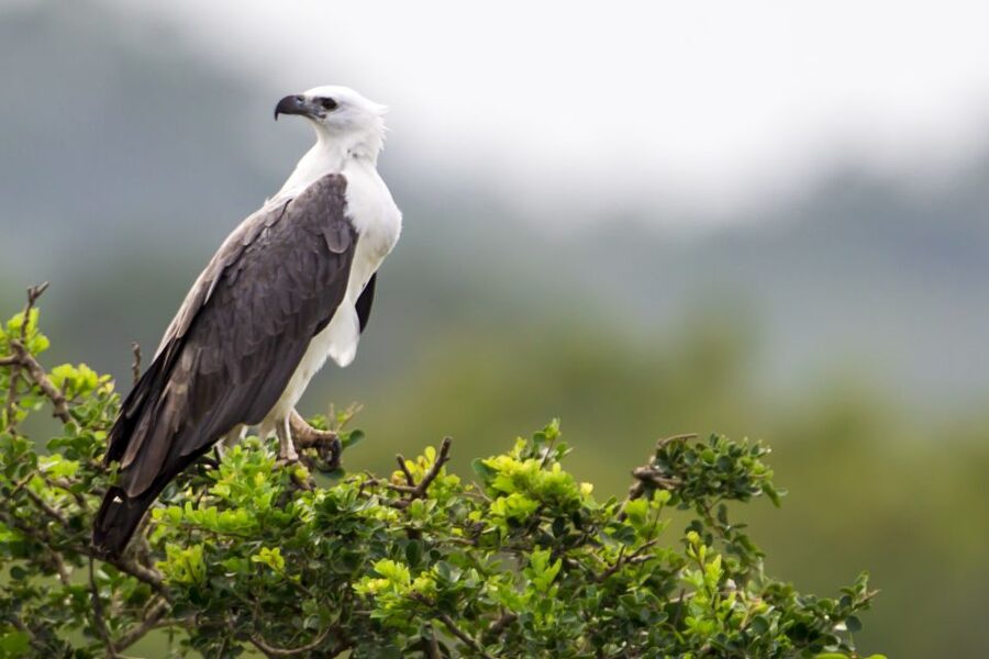 Yala National Park: Half, 7-Hour, or Full-Day Safari & Meals - Lunch at Palatupana and what the meal means