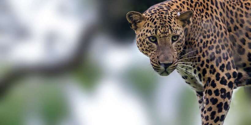 Yala National Park: Half, 7-Hour, or Full-Day Safari & Meals - The real price: $14 plus the park fee