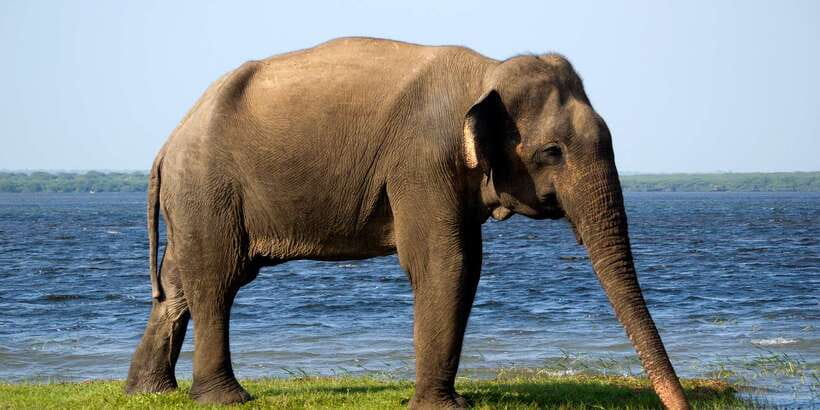 Yala National Park: Half, 7-Hour, or Full-Day Safari & Meals - Choosing between four, seven, and twelve hours