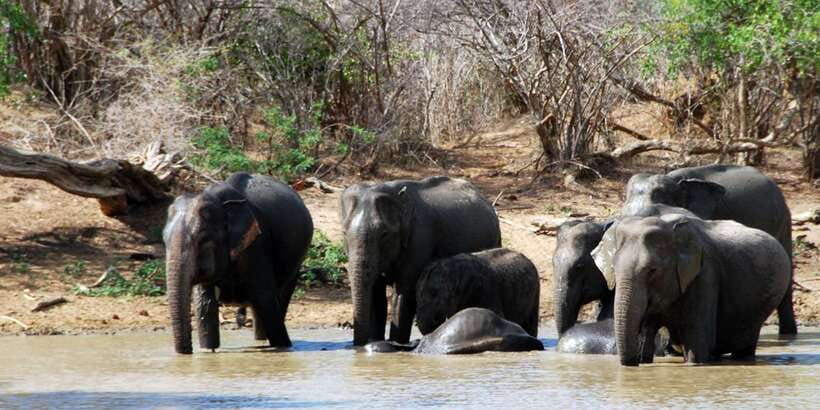 Yala National Park: Private Safari Day Trip with Lunch - Key Points Before You Book