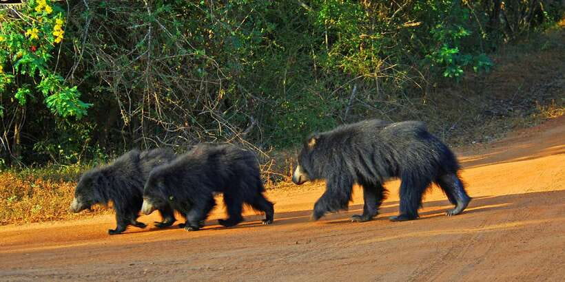 Yala National Park: Private Safari Day Trip with Lunch - Why Yala Works for a One-Day Safari