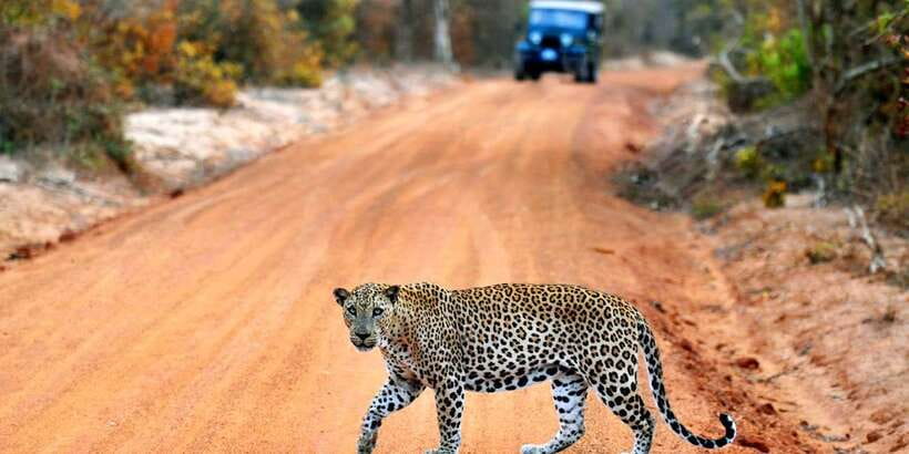 Yala National Park: Private Safari Day Trip with Lunch - What the Drive and Park Visit Feel Like