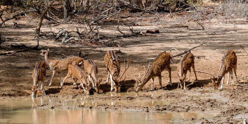 Yala National Park: Private Safari Day Trip with Lunch - Lunch Gives the Day a Needed Pause