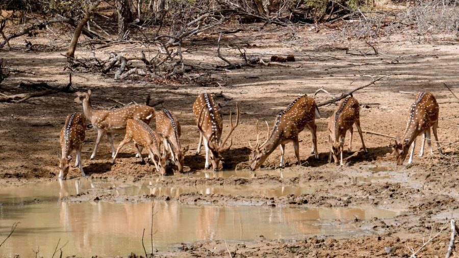Yala National Park: Private Safari Day Trip with Lunch - Who Will Get the Most From This Safari?