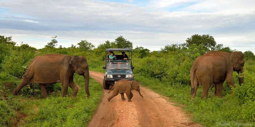 Yala National Park: Private Safari Day Trip with Lunch - Choosing the Morning or Evening Start