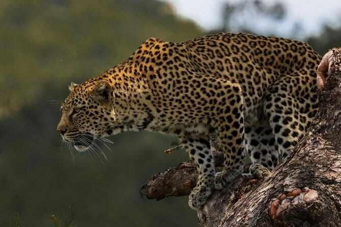 Yala National Park Safari |From Hambantota Port (Shore Excursion) - The animals you might see