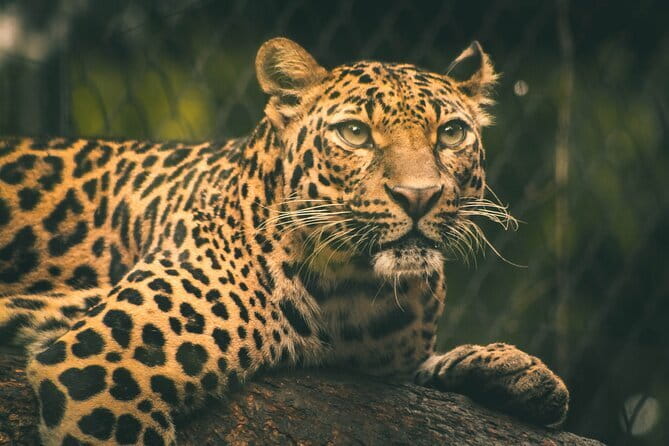 Yala National Park Safari |From Hambantota Port (Shore Excursion) - Timing can change the quality of the safari