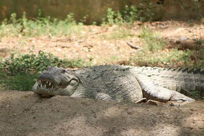 Yala National Park Safari |From Hambantota Port (Shore Excursion) - Why the guide matters more than the Jeep