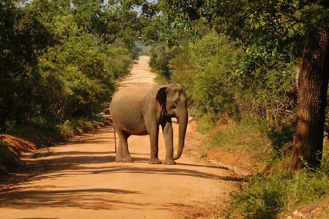 Yala National Park Safari Tour From Hambantota port - What the $57 price really covers