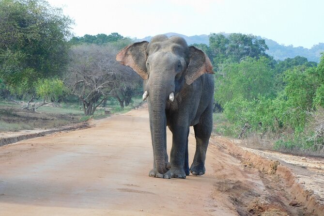 Yala National Park Safari Tour From Hambantota port - Inside Yala National Park