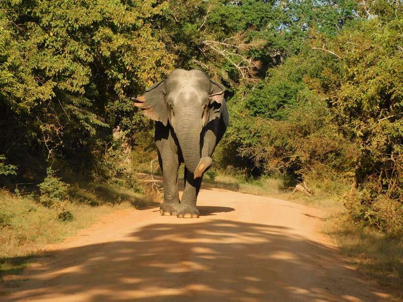 Yala National Park Safari Tours : Half Day & Full Day - Key points at a glance