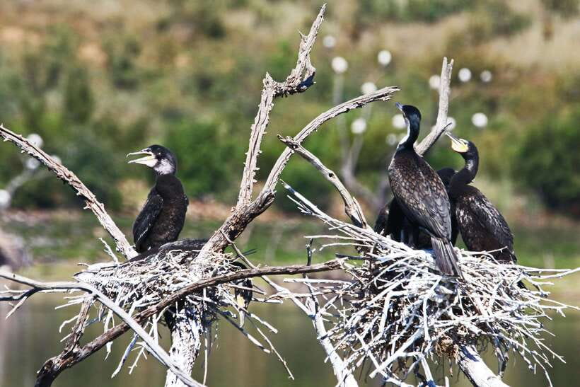 Yala National Park Safari Tours : Half Day & Full Day - Who should book this safari
