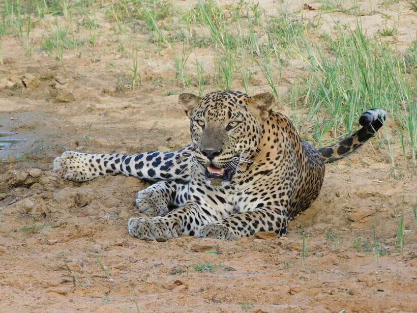 Yala National Park Safari Tours : Half Day & Full Day - Pickup from eight Yala-area locations