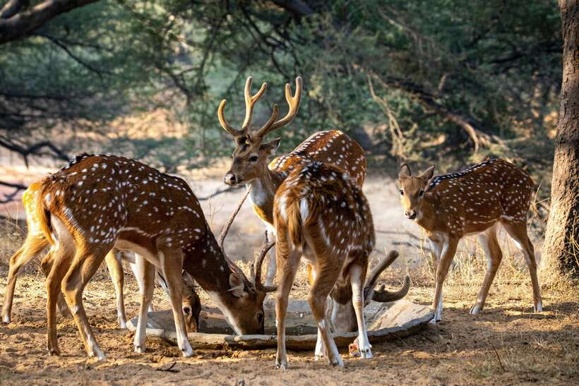 Yala National Park Safari Tours : Half Day & Full Day - Inside the 4WD jeep
