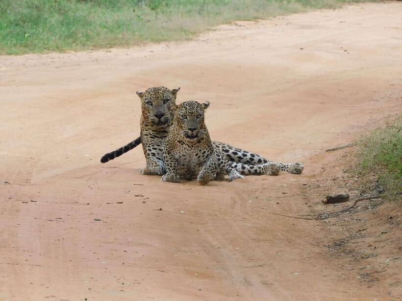 Yala National Park Safari Tours : Half Day & Full Day - Why the guide can make or break the day