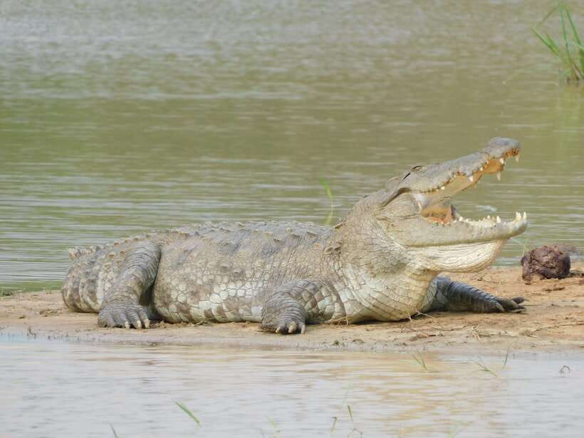 Yala National Park Safari Tours : Half Day & Full Day - Price, park fees, and overall value