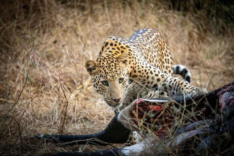 Yala National Park Safari Tours - Half Day & Full Day - Inside the 4WD jeep